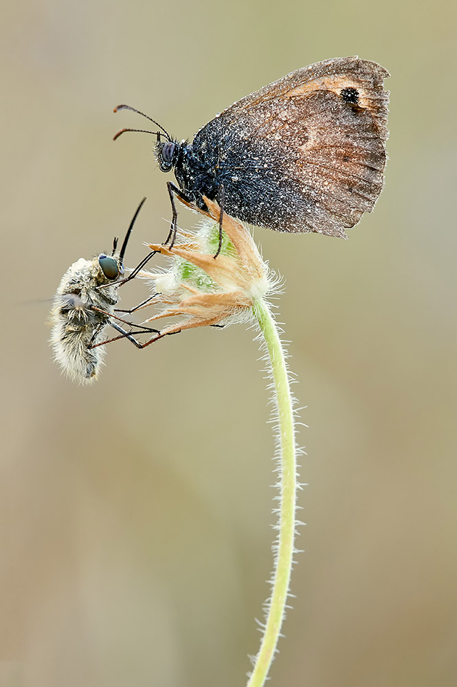 Coenonympha pamphilus (Nymphalidae Satyrinae) [e Diptera Bombyliidae]